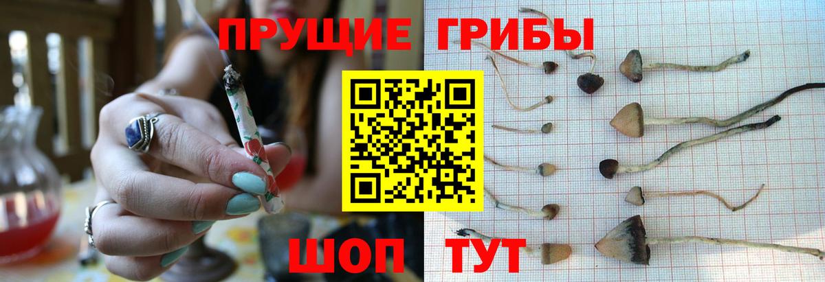 Псилоцибиновые грибы Psilocybine cubensis Владимир